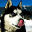 kutya_portre-3050914.jpg