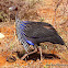 Vulturine Guineafowl