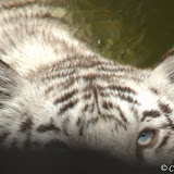 Hyderabad Zoo Ver.3