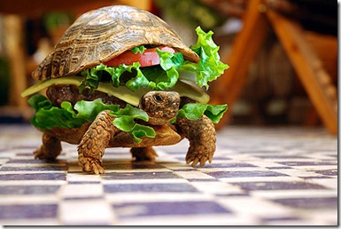 turtle burger