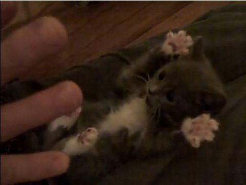 [kitty[4].jpg]