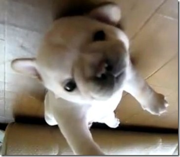 puppy