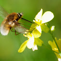 Bee-fly