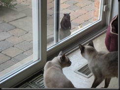 cats squirrel