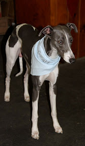 Cobalt blue whippet