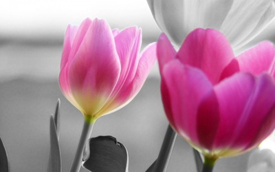 Tulipanicolor