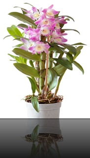 Dendrobium Dendrobium