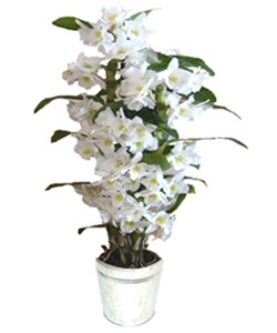 [orchidee-dendrobium.big[3].jpg]