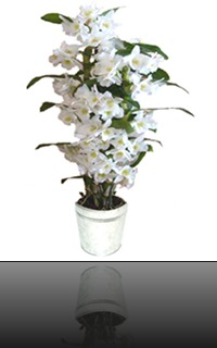 Dendrobium Dendrobium
