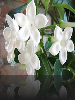 stephanotis stephanotis