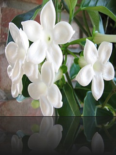 stephanotis 