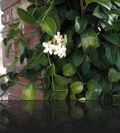 stephanotis stephanotis