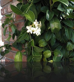 stephanotis 