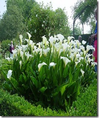 Arum blanche Arum blanche
