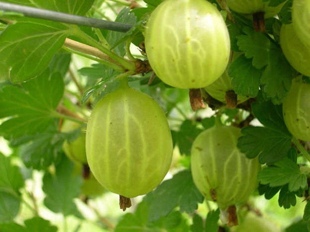 [gooseberry green giant[5].jpg]