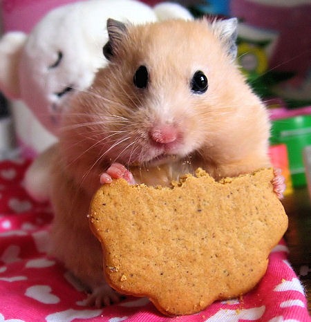 [hamster1[3].jpg]