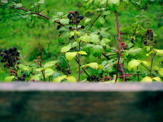 Boysenberries!