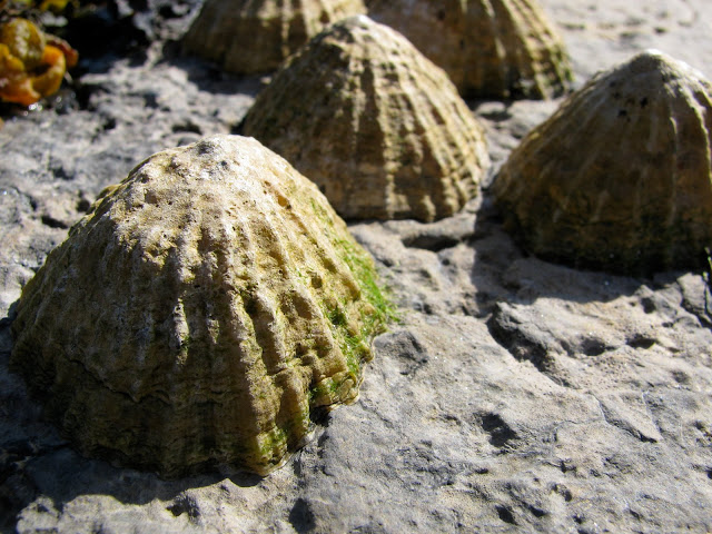 Perfectly preserved mollusks - these are fossils!