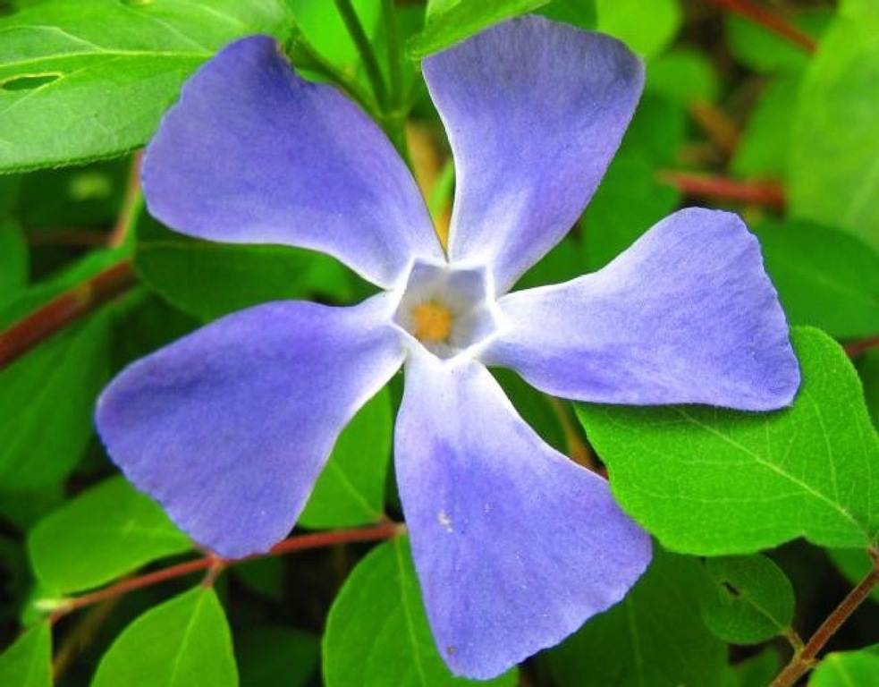 [flower1[3].jpg]