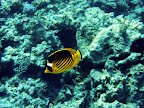  diving