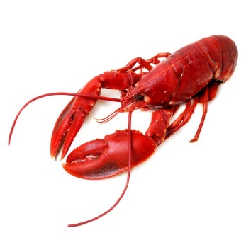 [lobster[4].jpg]