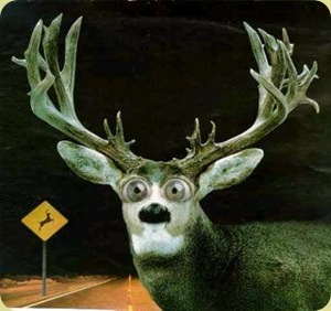 deer_in_the_headlights