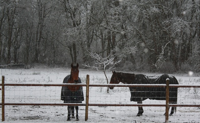 [snowy horses[4].jpg]
