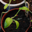 Tomato 'Black Sea Man'
