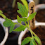 Tomato 'Great White' - For Barb