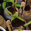 Pepper, Hot 'Guajillo'