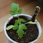 Tomato 'Zapotec Pleated' (G1)