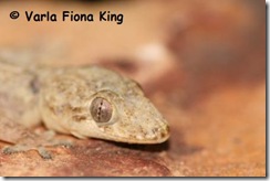 Tropical House Gecko (6)