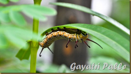 caterpillar 2
