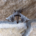Spotted Apatelodes
