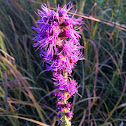 Prairie blazing star