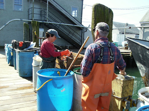 stringing bait