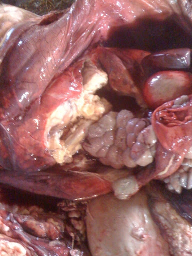 dog with inflammed uterers