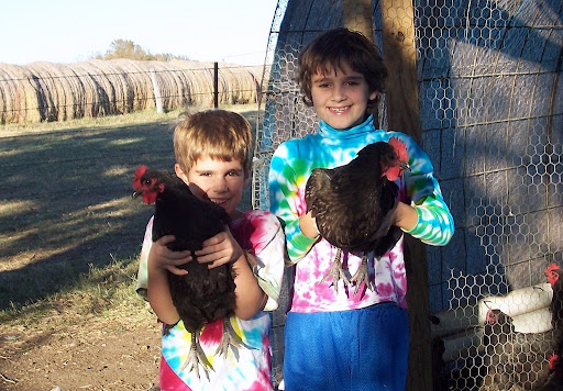 Chicken Boys