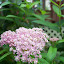 Swamp Milkweed
