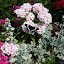 Dianthus Barbatus Double Dwarf