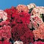 Dianthus Barbatus Super Duplex Mix