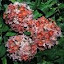 Lychnis Chalcedonica Dusky Salmon