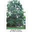 Kentucky Coffee Tree