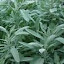 Sage - Culinary Seeds