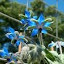 Borage Seeds