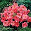 Petunia Dolcissima Fragolino