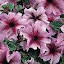 Petunia Burgundy Vein Daddy