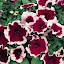 Petunia Celebrity Burgundy Frost