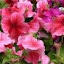 Petunia Daddy Strawberry Vein