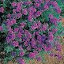 Verbena Imagination 